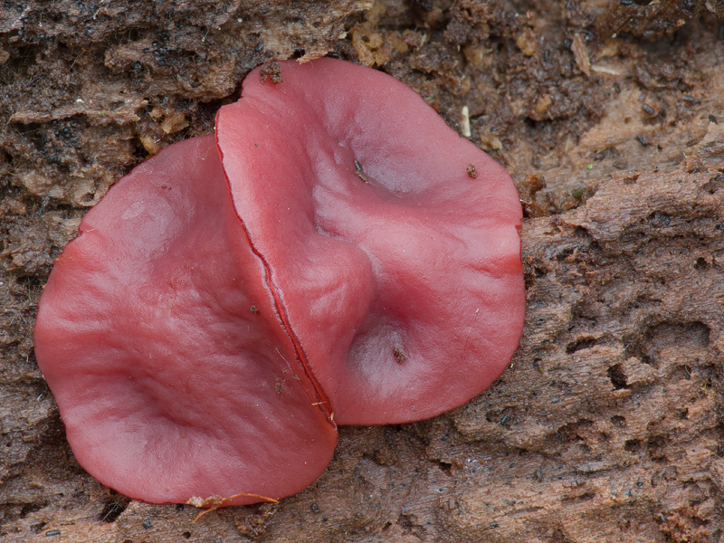 Ascocoryne cylichnium